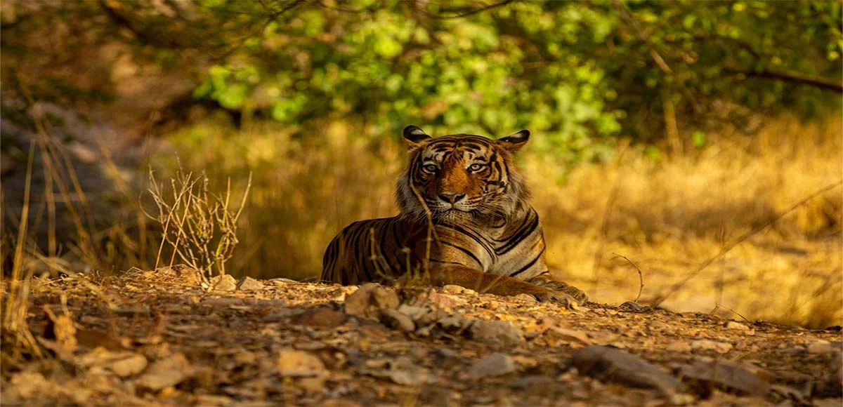 Bardiya National Park (By Air)