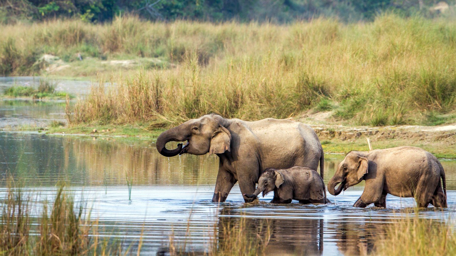 Jungle Safari Tour