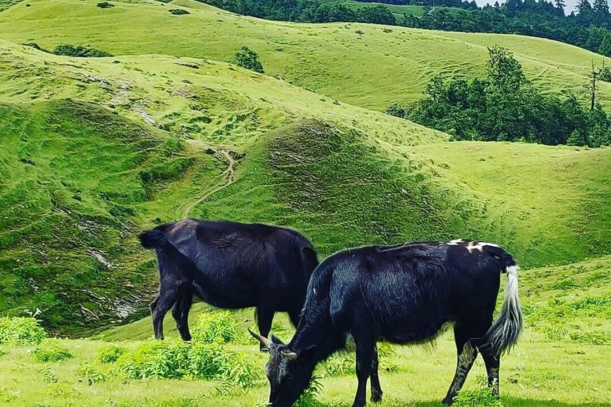 Indigenous Trek